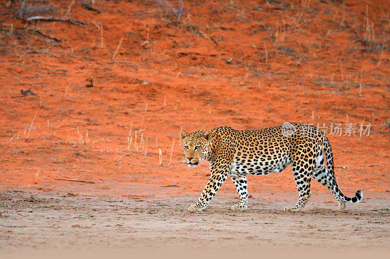 豹子，Panthera pardus，走在橙红色的沙滩上。博茨瓦纳卡拉加迪沙漠中的非洲豹。艺术野生自然，猫在荒野。野生斑点猫在野外。